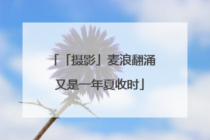 「摄影」麦浪翻涌 又是一年夏收时