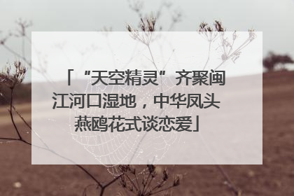 “天空精灵”齐聚闽江河口湿地，中华凤头燕鸥花式谈恋爱