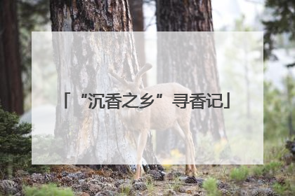 “沉香之乡”寻香记