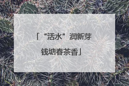“活水”润新芽 钱塘春茶香