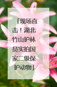 现场直击！湖北竹山护林员实拍国家二级保护动物