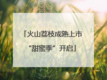 火山荔枝成熟上市 “甜蜜季”开启