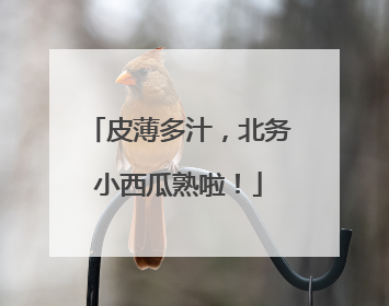 皮薄多汁，北务小西瓜熟啦！
