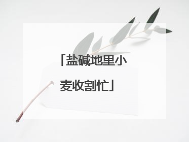 盐碱地里小麦收割忙