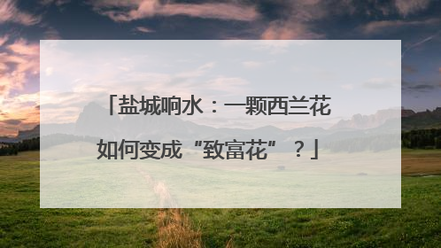盐城响水：一颗西兰花如何变成“致富花”？