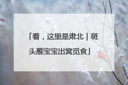 看，这里是肃北｜斑头雁宝宝出窝觅食