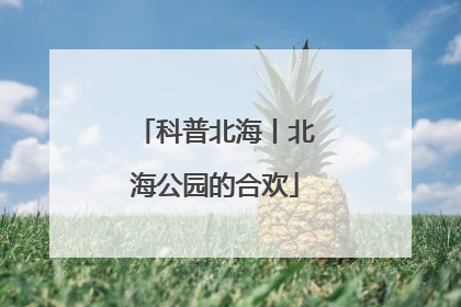 科普北海丨北海公园的合欢