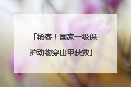 稀客！国家一级保护动物穿山甲获救