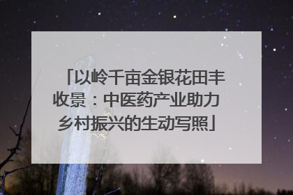 以岭千亩金银花田丰收景：中医药产业助力乡村振兴的生动写照