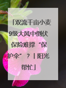 双流千亩小麦9级大风中倒伏 保险难撑“保护伞”？丨阳光帮忙