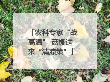 农科专家“战高温” 菇棚送来“清凉策”