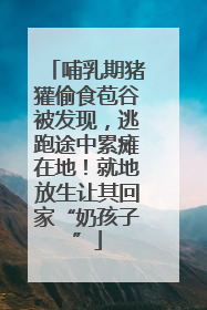 哺乳期猪獾偷食苞谷被发现，逃跑途中累瘫在地！就地放生让其回家“奶孩子”