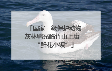 国家二级保护动物灰林鸮光临竹山上庸“鲜花小镇”