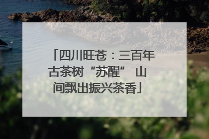 四川旺苍：三百年古茶树“苏醒” 山间飘出振兴茶香