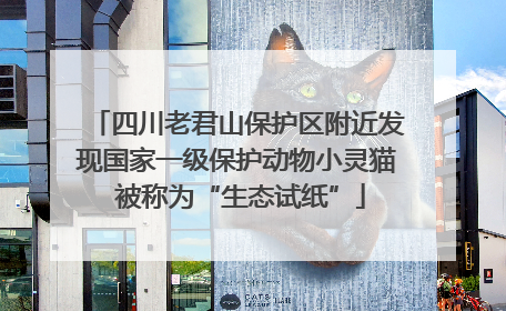 四川老君山保护区附近发现国家一级保护动物小灵猫 被称为“生态试纸”