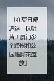 在夏日邂逅这一抹明黄！厦门多个路段和公园腊肠花盛放