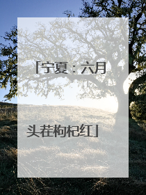宁夏：六月头茬枸杞红