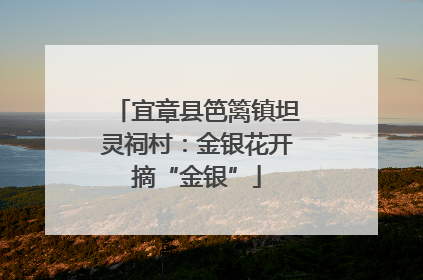 宜章县笆篱镇坦灵祠村：金银花开摘“金银”