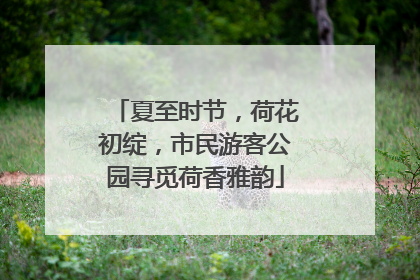 夏至时节，荷花初绽，市民游客公园寻觅荷香雅韵