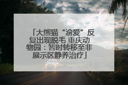 大熊猫“渝爱”反复出现脱毛 重庆动物园：暂时转移至非展示区静养治疗