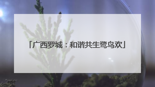 广西罗城：和谐共生鹭鸟欢