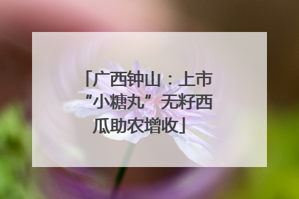 广西钟山：上市“小糖丸”无籽西瓜助农增收