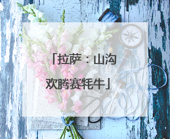 拉萨：山沟欢腾赛牦牛