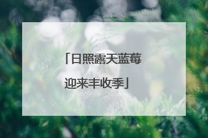 日照露天蓝莓迎来丰收季