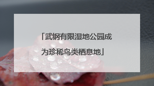 武钢有限湿地公园成为珍稀鸟类栖息地