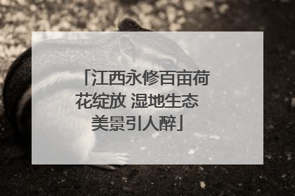 江西永修百亩荷花绽放 湿地生态美景引人醉