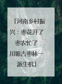 河南乡村振兴：枣花开了 枣农忙了 川塬古枣林一派生机