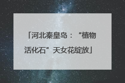 河北秦皇岛：“植物活化石”天女花绽放