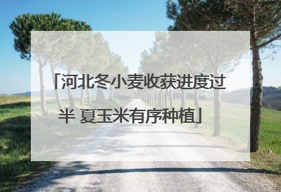 河北冬小麦收获进度过半 夏玉米有序种植