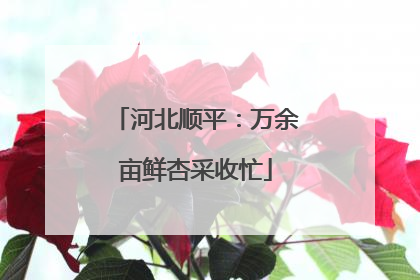 河北顺平：万余亩鲜杏采收忙
