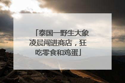 泰国一野生大象凌晨闯进商店，狂吃零食和鸡蛋