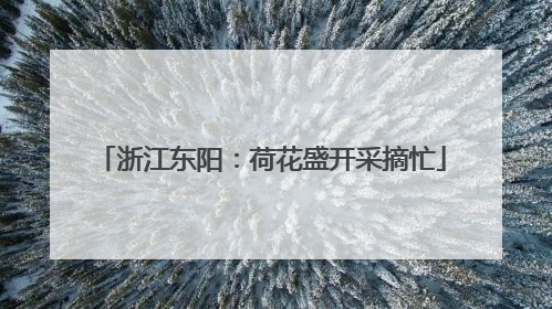 浙江东阳：荷花盛开采摘忙