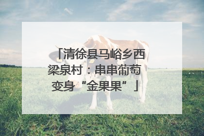 清徐县马峪乡西梁泉村：串串葡萄变身“金果果”