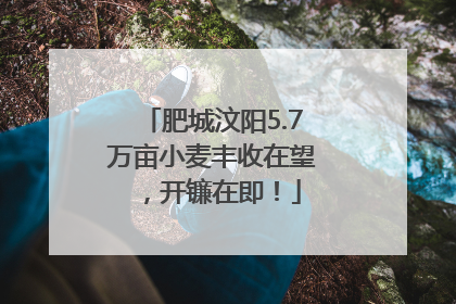 肥城汶阳5.7万亩小麦丰收在望，开镰在即！