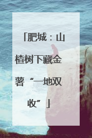 肥城：山楂树下藏金薯“一地双收”