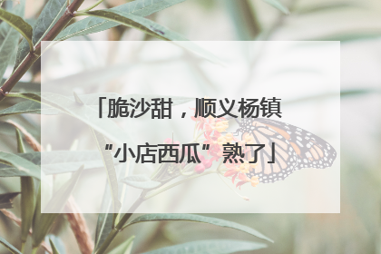 脆沙甜，顺义杨镇“小店西瓜”熟了
