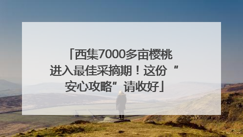 西集7000多亩樱桃进入最佳采摘期！这份“安心攻略”请收好