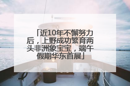 近10年不懈努力后，上野成功繁育两头非洲象宝宝，端午假期华东首展