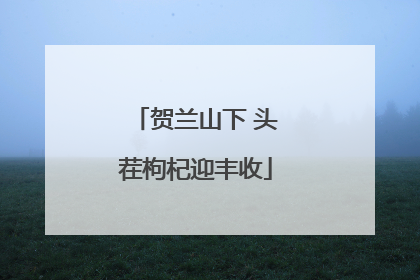 贺兰山下 头茬枸杞迎丰收