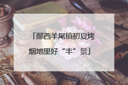 郧西羊尾镇初夏烤烟地里好“丰”景