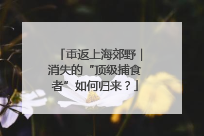 重返上海郊野｜消失的“顶级捕食者”如何归来？