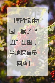 野生动物园一猴子“丑”出圈，当地保育员回应