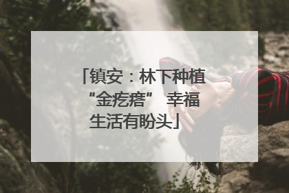 镇安：林下种植“金疙瘩” 幸福生活有盼头
