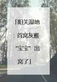 阳关湿地：首窝灰雁“宝宝”出窝了