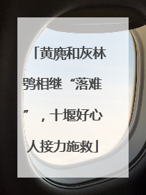 黄麂和灰林鸮相继“落难”，十堰好心人接力施救