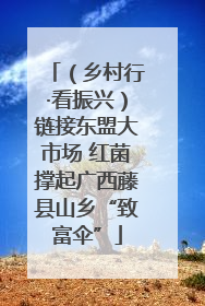 （乡村行·看振兴）链接东盟大市场 红菌撑起广西藤县山乡“致富伞”